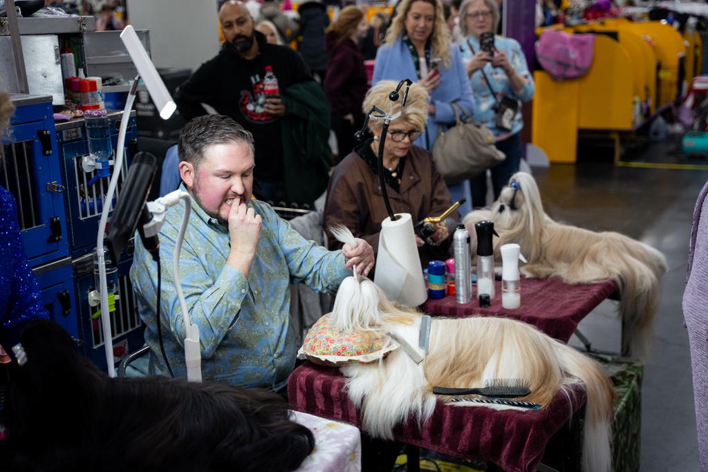 Handlers groom their dogs at the 150th Westminster Kennel Club Dog Show, Monday, Feb. 2, 2026, in New York. (AP Photo/Angelina Katsanis)