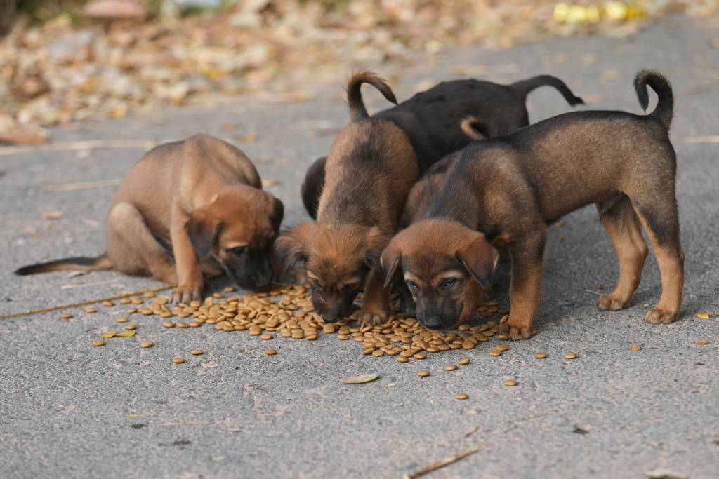 Stray dogs are given food by a village security volunteer in the community while villagers have moved to an evacuation center amid the ongoing border conflict between Thailand and Cambodia, in Buriram province, Thailand, Friday, Dec. 12, 2025. (AP Photo/Sakchai Lalit)