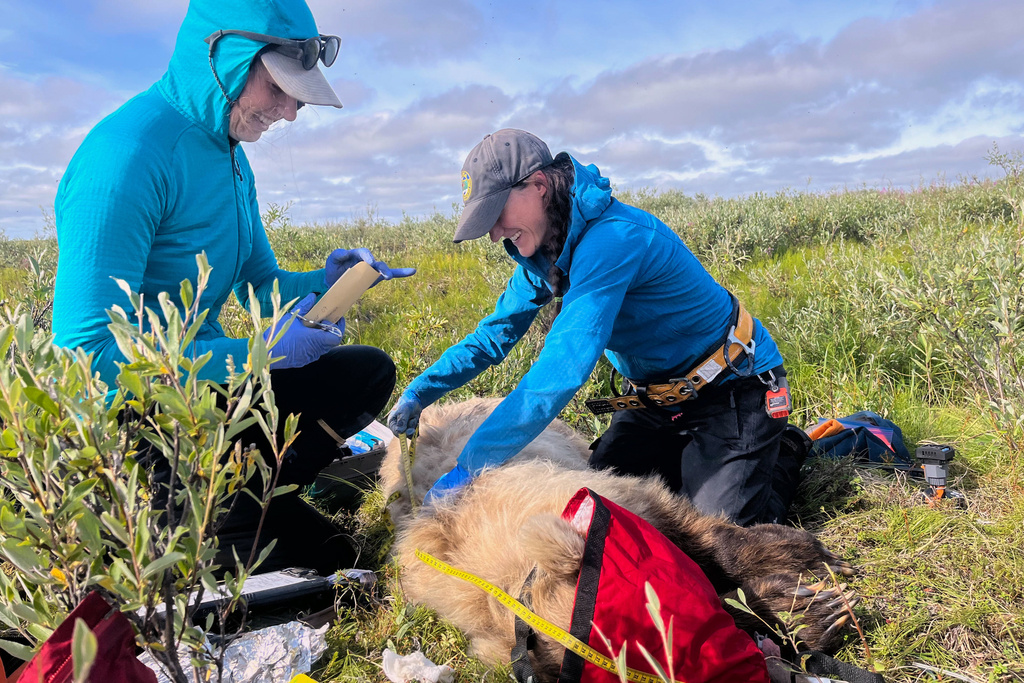 This Aug. 5, 2025, photo provided by Rob Kozakiewicz shows Washington State University doctoral student Ellery Vincent, left, and Alaska Department of Fish and Game Wildlife Biologist Jordan Pruszenski taking measurements and samples of an anesthetized grizzly bear prior to affixing a video collar on it in the North Slope of Alaska. (Rob Kozakiewicz via AP)