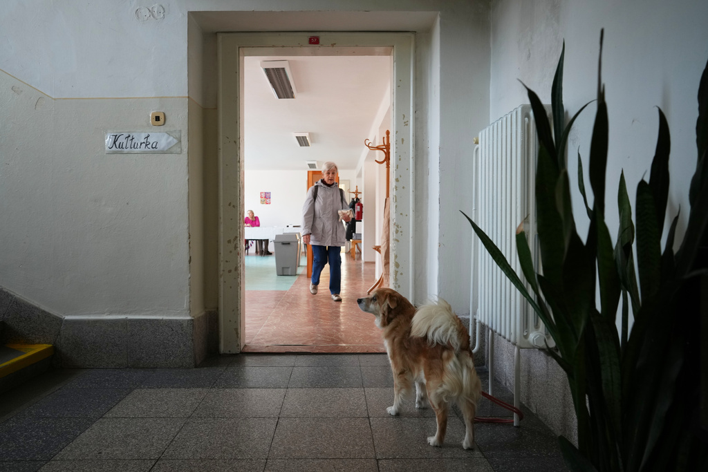 A dog waits at a polling station in Ostrava, Czech Republic, Friday, Oct. 3, 2025. (AP Photo/Petr David Josek)