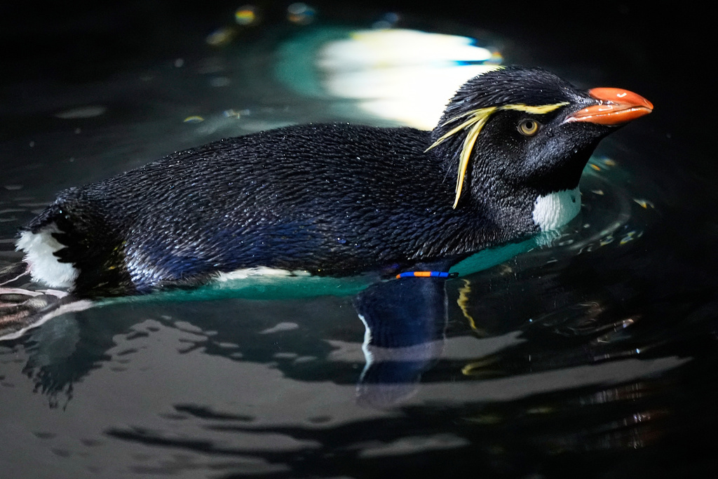 A southern rockhopper penguin swims at the New England Aquarium in Boston, on Wednesday, Oct. 29, 2025. (AP Photo/Robert F. Bukaty)