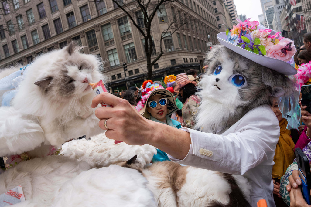 Stanley feeds his cat Picco during the Easter Bonnet Parade on Fifth Avenue, Sunday, April 5, 2026, in New York. (AP Photo/Adam Gray)