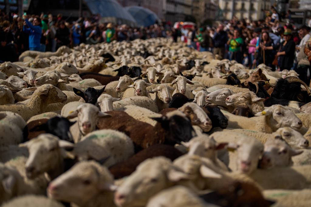 A herd of sheep are guided through central Madrid, Spain by shepherds in defense of ancient grazing and migration rights that seem increasingly threatened by urban sprawl and modern agricultural practices, in Madrid, Spain, Sunday, Oct. 19, 2025. (AP Photo/Manu Fernandez)