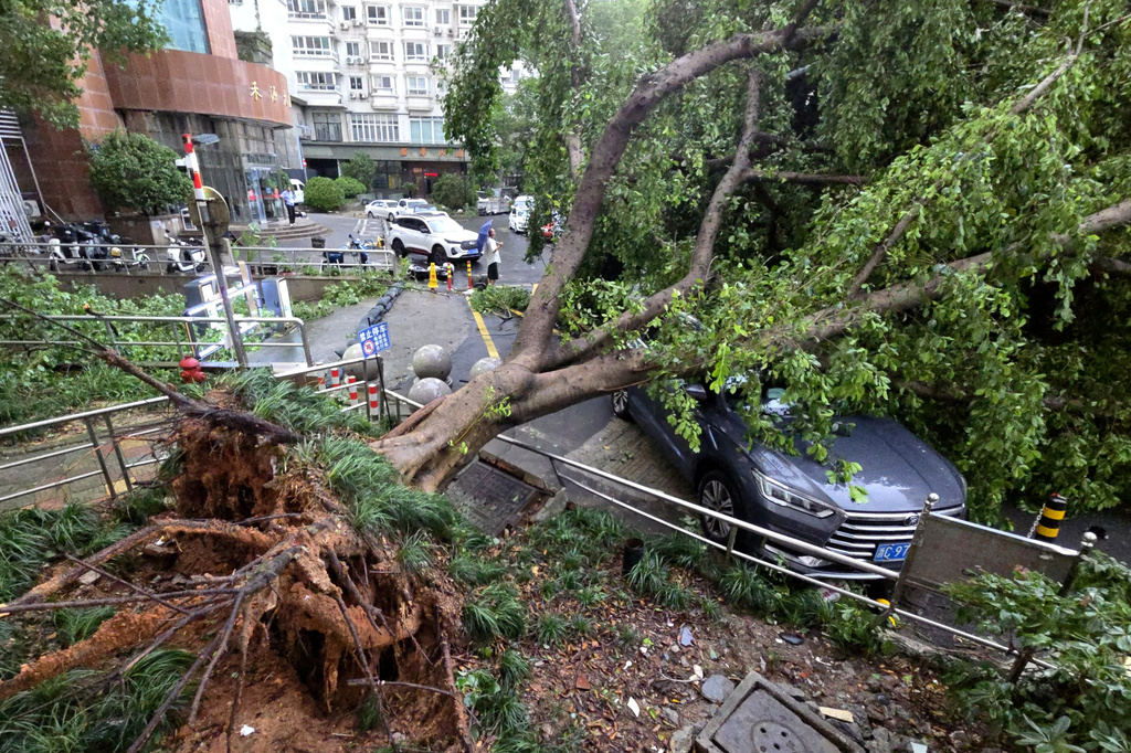 A car is pinned by a fallen tree in the aftermath of Typhoon Dolphin in Wenzhou in eastern China's Zhejiang province, Monday, Aug. 10, 2026. (Chinatopix Via AP)