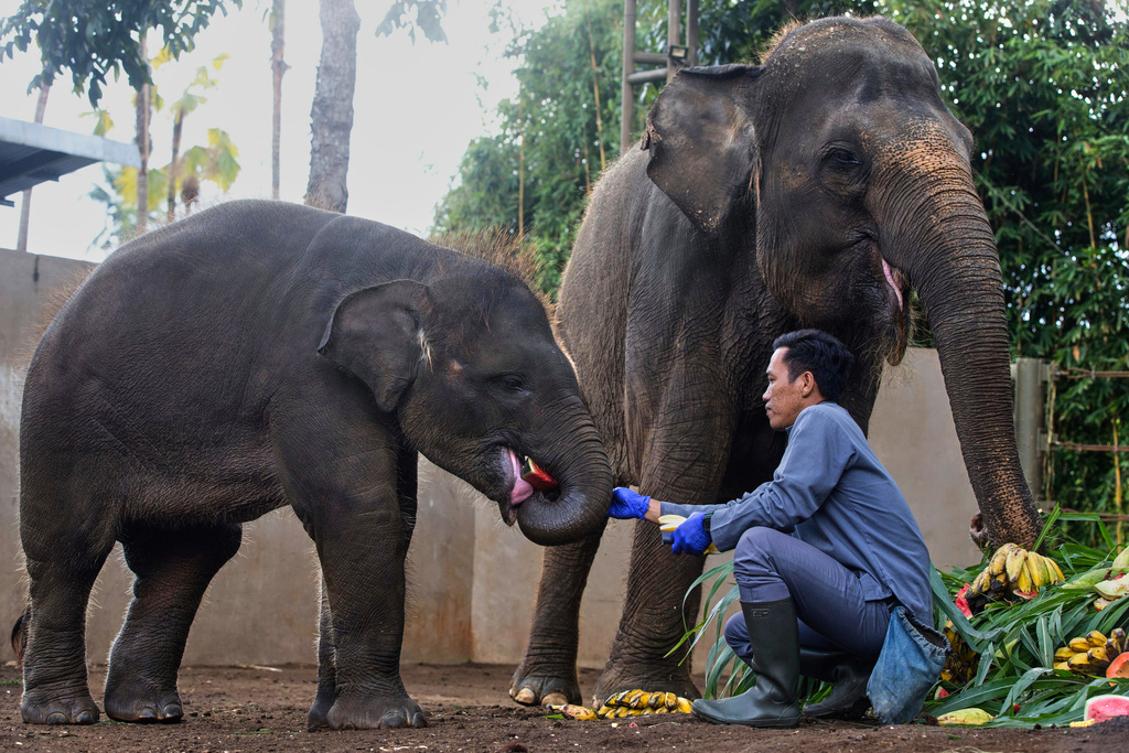 A keeper gives a watermelon to 21-month-old Sumatran elephant Kama as its mother Nurhayati looks on during a special feeding session to celebrate the World Elephant Day at Bali Zoo, in Gianyar, Bali, Indonesia on Tuesday, Aug. 12, 2025. (AP Photo/Firdia Lisnawati)