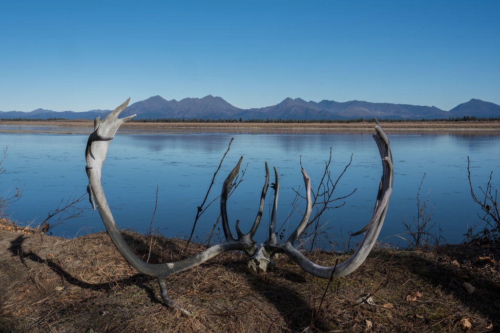 Caribou antlers rest on the banks of the Kobuk River at Onion Portage near, Ambler, Alaska, where caribou traditionally migrated in late summer but had yet to arrive, Tuesday, Sept. 30, 2025. (AP Photo/Annika Hammerschlag)