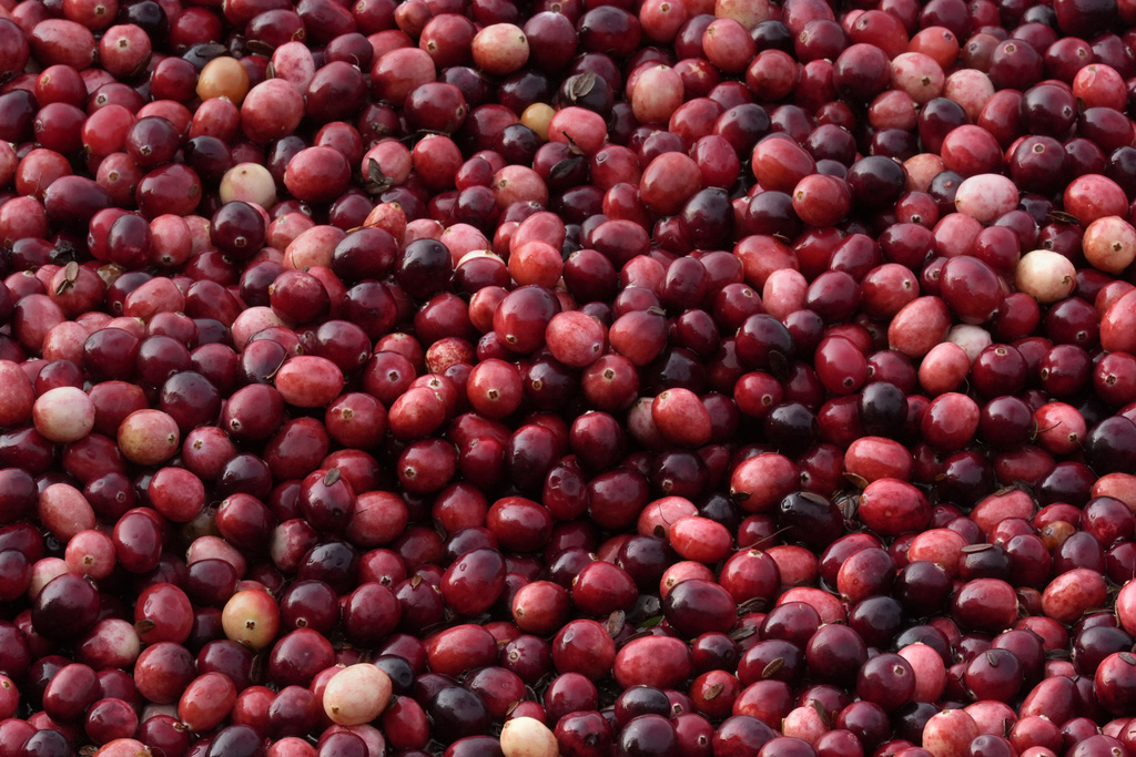 Cranberries float while being harvested at Rocky Meadow Bog, Nov. 1, 2024, in Middleborough, Mass. (AP Photo/Charles Krupa)