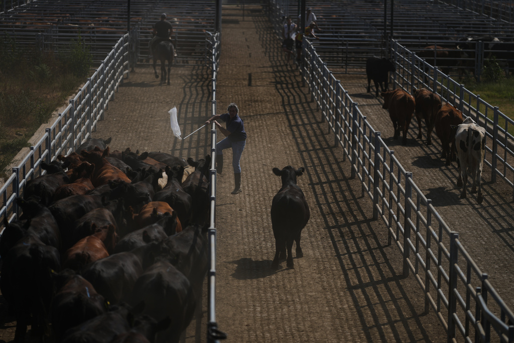 A worker moves cattle at the Agricultural and Livestock Market in Canuelas, Argentina, Tuesday, Jan. 13, 2026. (AP Photo/Natacha Pisarenko)