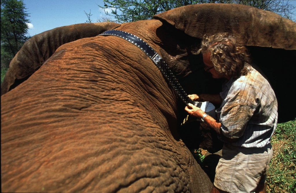 FILE - Dr. Iain Douglas-Hamilton fits a Global Positioning System (GPS) beacon on a tranquilized elephant in the Meru National Park, Kenya, May 21, 1998. (AP Photo/Jean-Marc Bouju)