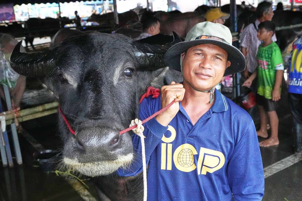 Thawatchai Daeng-Ngam and his "Tod," a 5-year-old buffalo, participate in a beauty buffalo pageant during an annual buffalo racing festival in Chonburi, Thailand, Monday, Oct. 6, 2025. (AP Photo/Sakchai Lalit)