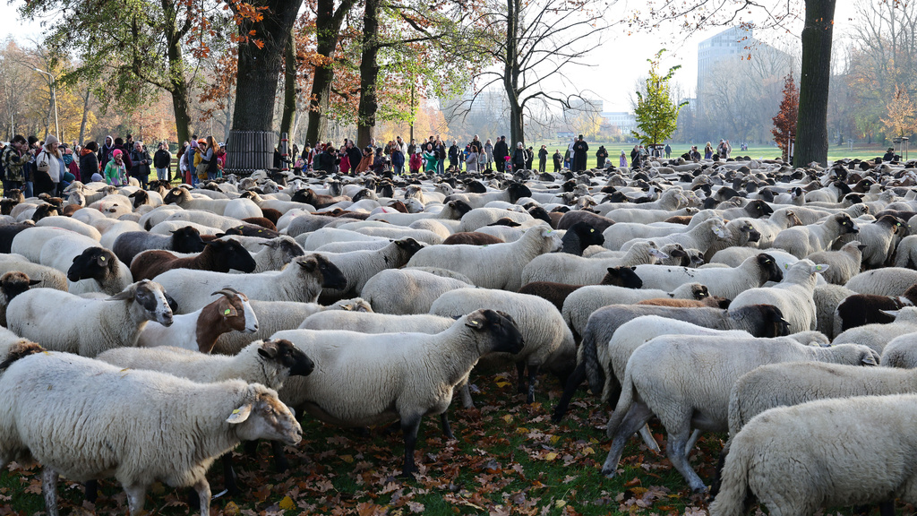 People watch sheep on their way to the winter pastures, in Nuremberg, Germany, Sunday, Nov. 16, 2025. (Daniel Löb/dpa via AP)