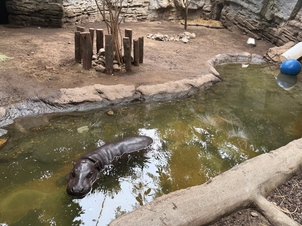 A pygmy hippopotamus wallows in the water in their enclosure at the Franklin Park Zoo in Boston to cope with the hot weather conditions, Thursday, July 2, 2026. (AP/Michael Casey)