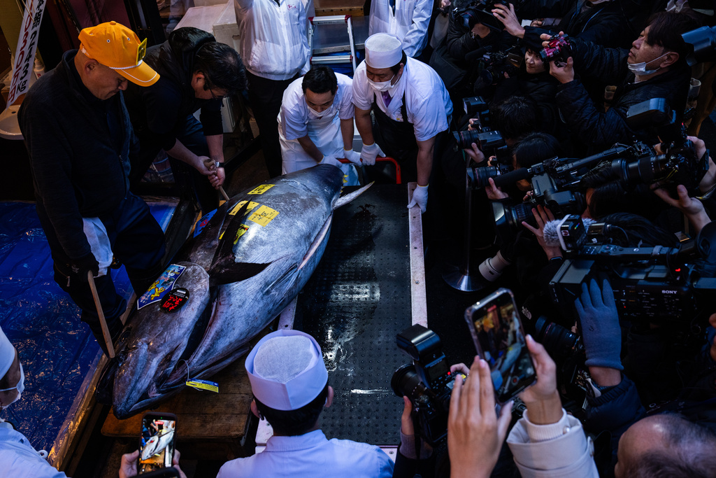 A bluefin tuna that won the highest bid at the annual New Year auction is carried to a Sushi Zanmai restaurant in Tokyo, Monday, Jan. 5, 2026. (AP Photo/Louise Delmotte)