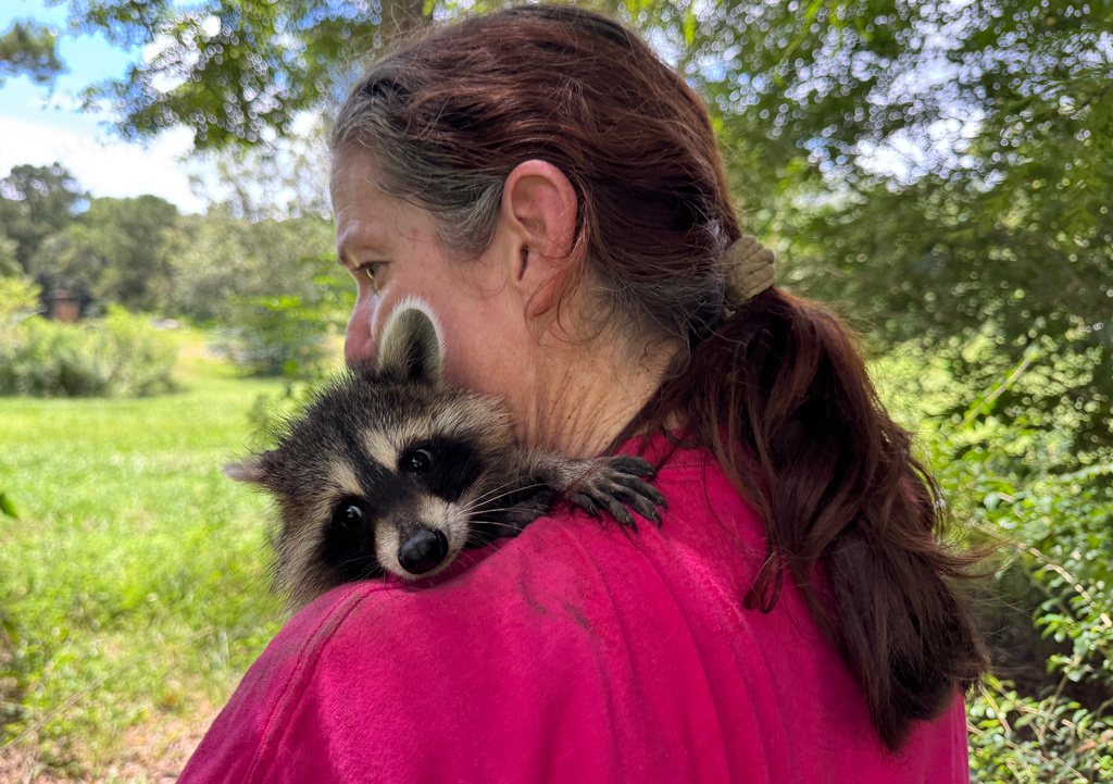 Raquel Priest, the director of Woodside Wildlife Rescue, holds a raccoon kit over her shoulder on Sept. 1, 2026 in Pass Christian, Miss. (AP Photo/Sophie Bates)