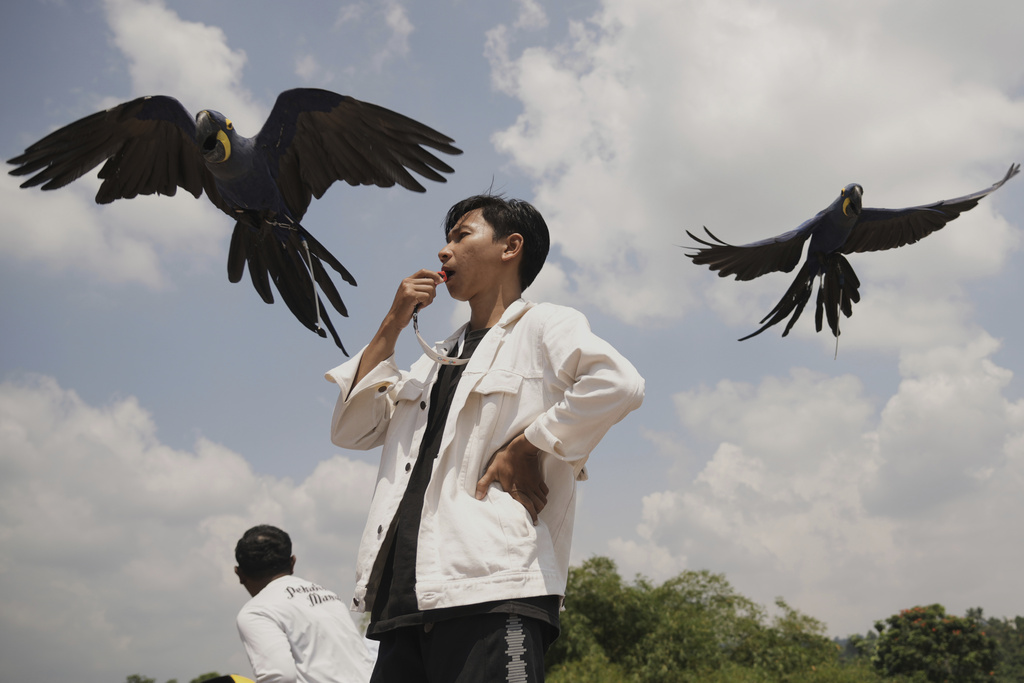 A participant uses a whistle to call his macaw during a free fly competition in Sentul, Indonesia, Saturday, Aug. 23, 2025. (AP Photo/Tatan Syuflana)