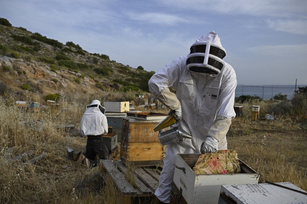 Grigoris Melas smokes a beehive before a late-night hive transfer in the Varkiza suburb, southern Athens, Greece, May 6, 2025. (AP Photo/Michael Varaklas)