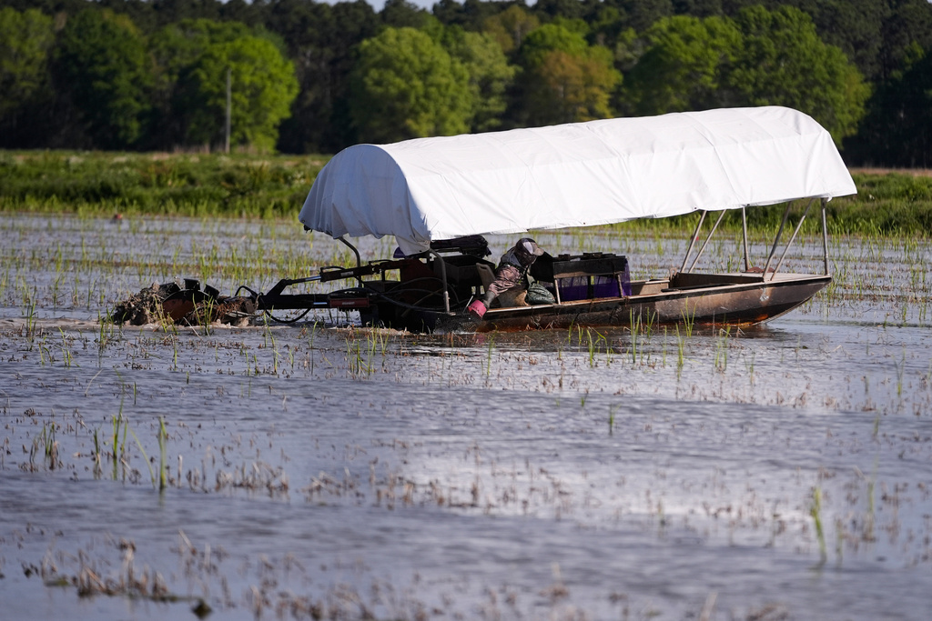 Juan Antonio harvests crawfish traps in a crawfish pond in Crowley, La., Thursday, March 19, 2026. (AP Photo/Gerald Herbert)