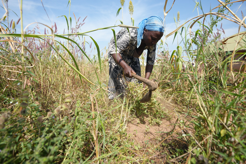 Deborah Reuben, who was kidnapped with others in her community and later released after ransom was paid, clears the grass from a farm in Kaduna, northwestern Nigeria, Nov. 6, 2025. (AP Photo/Sunday Alamba)