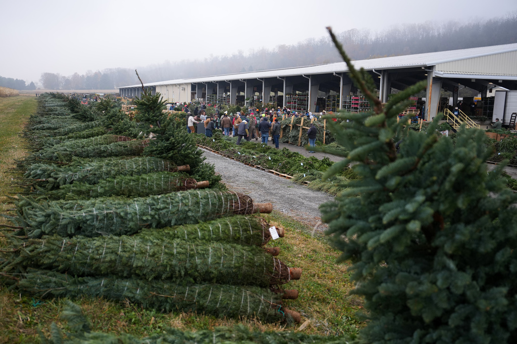 Buyers bid for holiday decorations at Buffalo Valley Produce Auction, Thursday, Nov. 20, 2025, in Mifflinburg, Pa. (AP Photo/Matt Slocum)