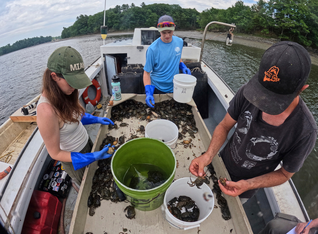 Interns Grace Welles, left, and Jackson Martine, center, sort green crabs with Mike Masi while working the York River, Thursday, June 11, 2026, in York, Maine. (AP Photo/Robert F. Bukaty)