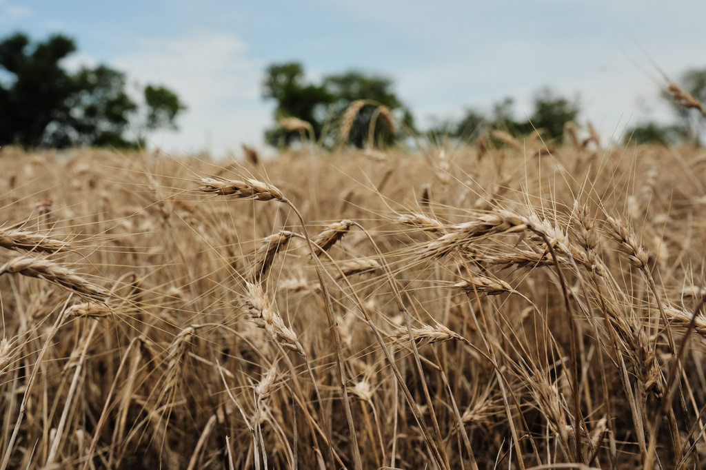 Unharvested wheat affected by extreme weather sits in a field Wednesday, July 29, 2026, in Beloit, Kan. (AP Photo/Joshua A. Bickel)