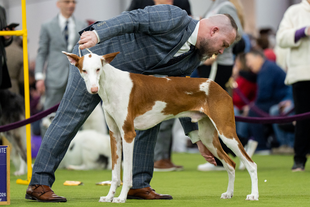 A handler with a dog treat in his mouth adjusts his Ibizan hound's stance at the 150th Westminster Kennel Club Dog Show, Monday, Feb. 2, 2026, in New York. (AP Photo/Angelina Katsanis)