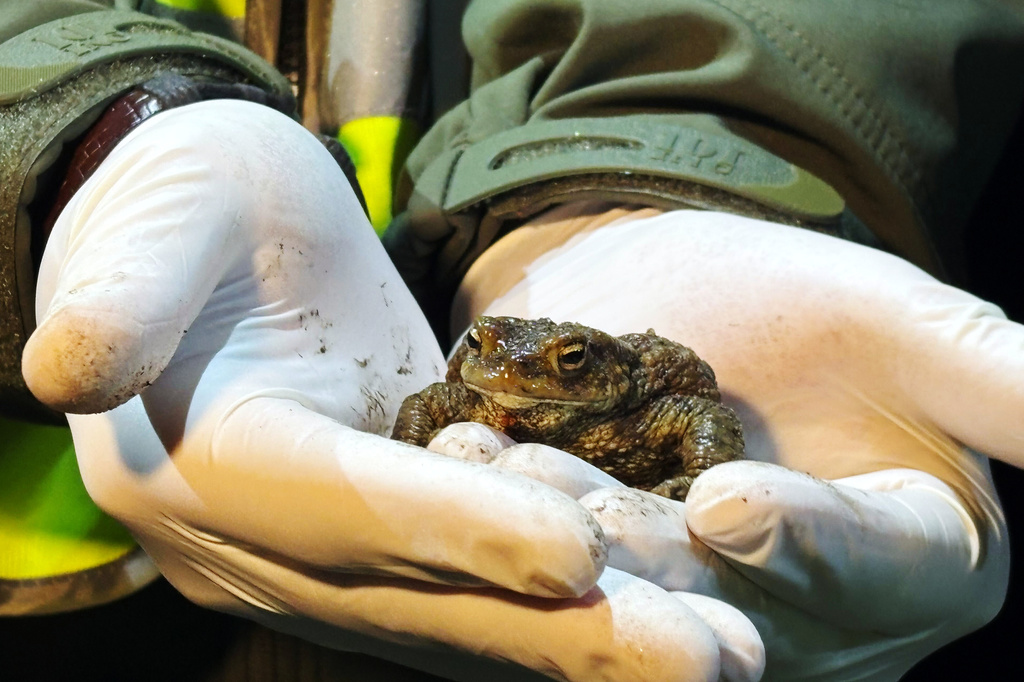 A biologist holds a female common toad in Otrebusy, Poland, Monday, March 30, 2026. (AP Photo/Claudia Ciobanu)