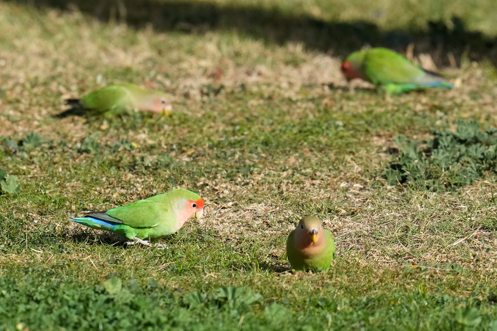 Lovebirds gather on the ground to feed in Encanto Park, Jan. 18, 2026, in Phoenix. (AP Photo/Ross D. Franklin)