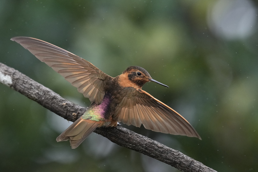 A Shining Sunbeam hummingbird spreads its wings as it perches on a branch at the Yanacocha Reserve in Nono, Ecuador, Tuesday, Jan. 20, 2026. (AP Photo/Dolores Ochoa)