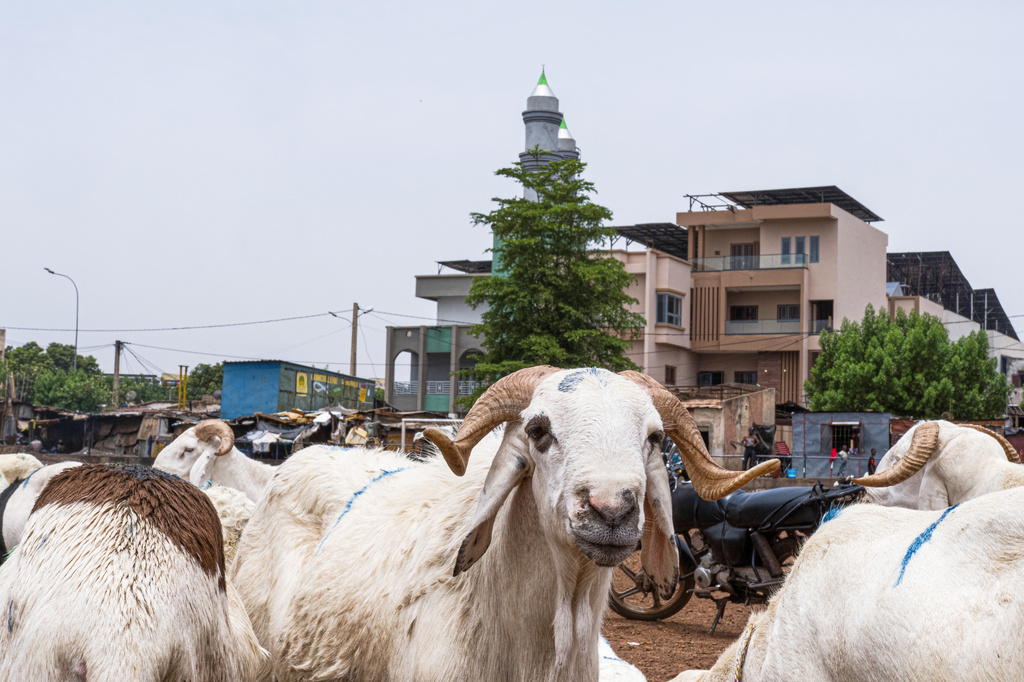 Sheep are offered for sale as Muslims prepare for Eid al-Adha in Bamako, Mali, Tuesday, May 26, 2026. (AP Photo/Boubacary Bocoum)