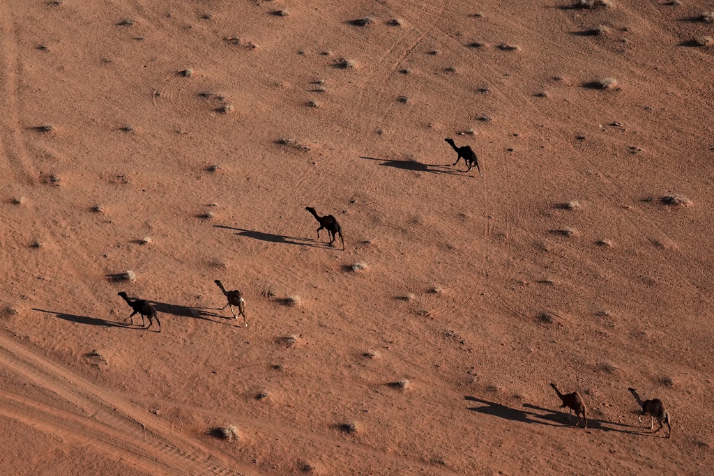 Camels run near the route of the fourth stage of the Dakar Rally between Al Henakiyah and Alula, Saudi Arabia, Wednesday, Jan. 8, 2025. (AP Photo/Christophe Ena)