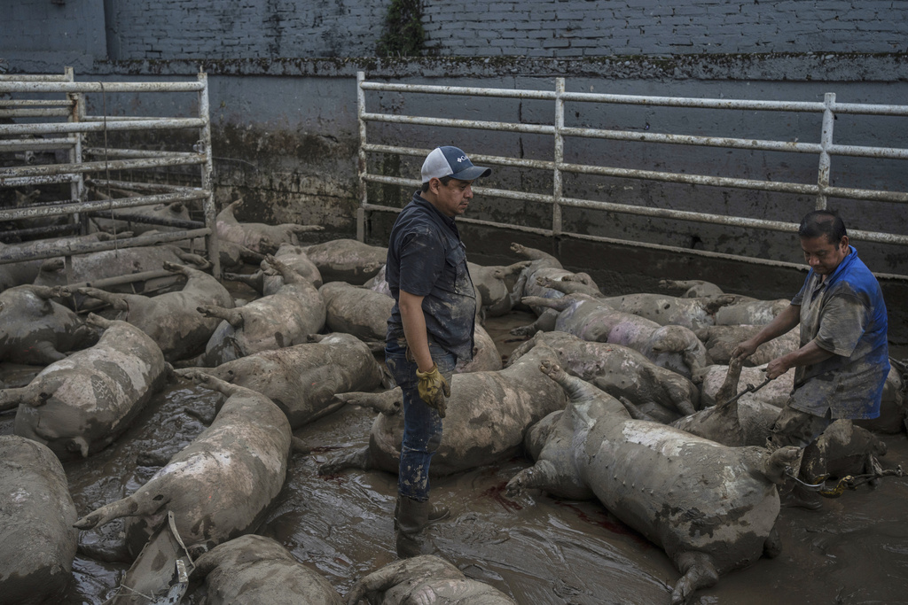 Arturo Huidobro, center, and a worker prepare to remove dead pigs from a farm following heavy rainfall in Poza Rica, Veracruz state, Mexico, Saturday, Oct. 11, 2025. (AP Photo/Felix Marquez)