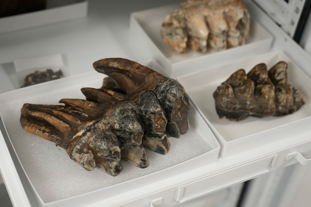 A fossilized tooth of a Pacific mastodon, left, is displayed during an interview in the Stanford Doerr School of Sustainability, Tuesday, Sept. 15, 2026, in Palo Alto, Calif. (AP Photo/Jeff Chiu)