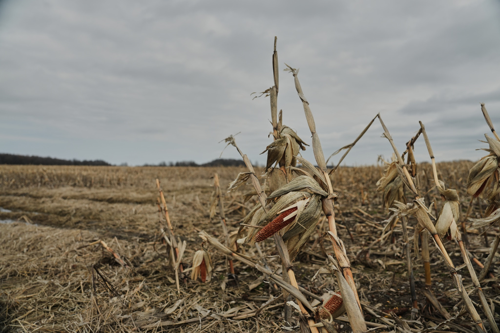 A stalk of corn from last season stands in a field Tuesday, March 10, 2026, in Canfield, Ohio. (AP Photo/Joshua A. Bickel)