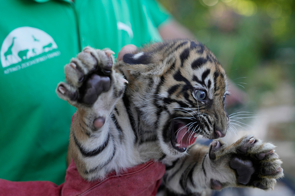A two-month-old female Sumatran tiger cub growls after its first vaccination and microchipping at Attica Zoological Park near Athens, Greece, on Tuesday, Sept. 8, 2026, as part of an effort to build a backup population of the critically endangered species. (AP Photo/Thanassis Stavrakis)