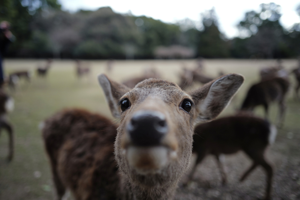 A deer waits for food from tourists at a park in Nara, western Japan, Wednesday, Jan. 14, 2026, where more than 1,000 free-roaming deer considered sacred in Shinto belief have become one of the city's most popular tourist attractions. (AP Photo/Eugene Hoshiko)