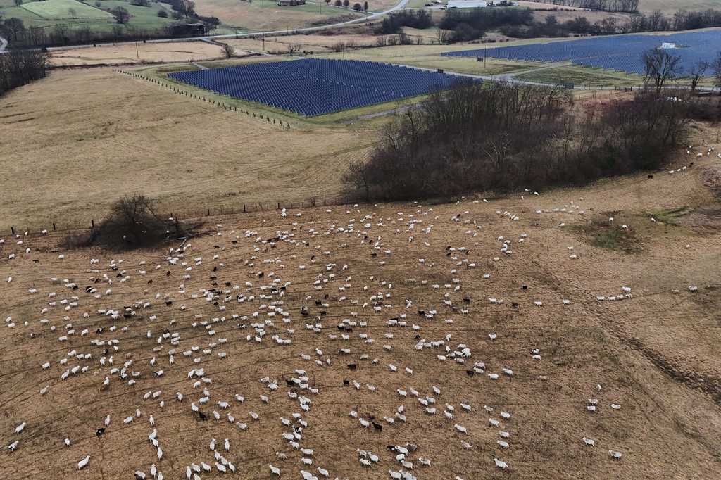 Sheep graze near solar panels Wednesday, Jan. 14, 2026, at a farm in Lancaster, Ky. (AP Photo/Joshua A. Bickel)