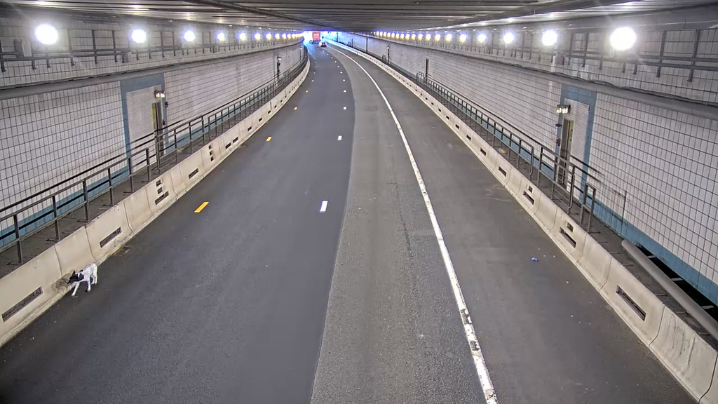 This image from surveillance video shows a dog running through the Ted Williams Tunnel in Boston shortly before it was rescued by state police on Thursday, Nov. 6, 2025. (Massachusetts Department of Transportation via AP)