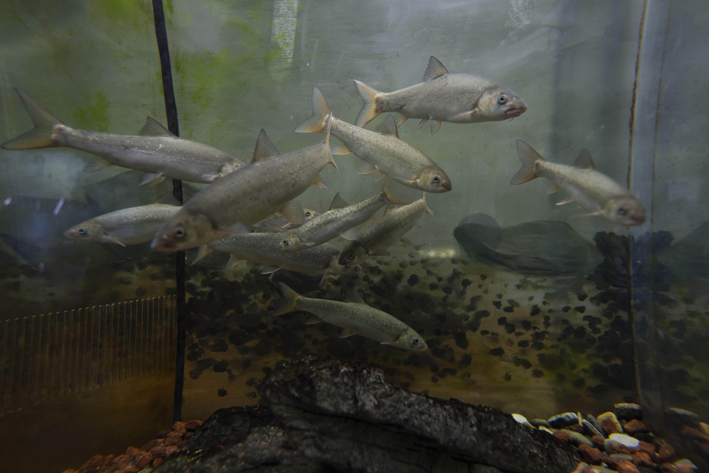 Examples of aquatic life forms found in the Yangtze River is displayed at the Museum of Hydro-biological Sciences in Wuhan in central China's Hubei province on June 16, 2025. (AP Photo/Ng Han Guan)