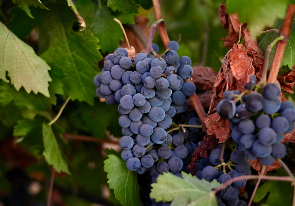 Merlot grapes hang on a vine at Berryhill Family Vineyards in Clements, Calif., Sept. 10, 2026. (AP Photo/Terry Chea)