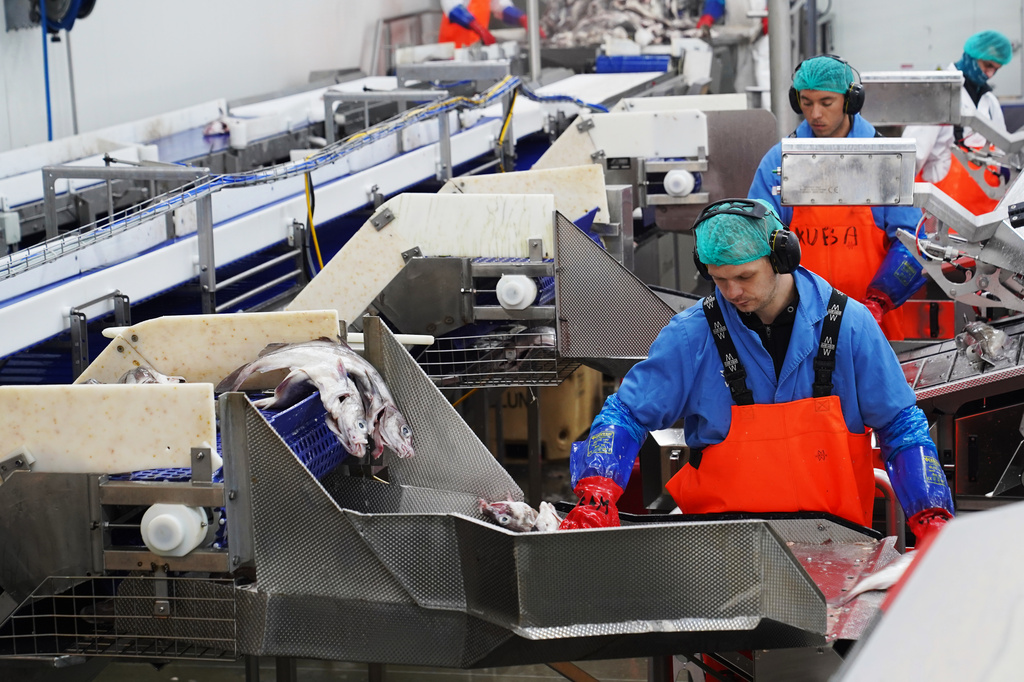 Workers process fish at Visir's fish processing facility in Grindavik, Iceland, Friday, Aug. 14, 2026. (AP Photo/James Brooks)