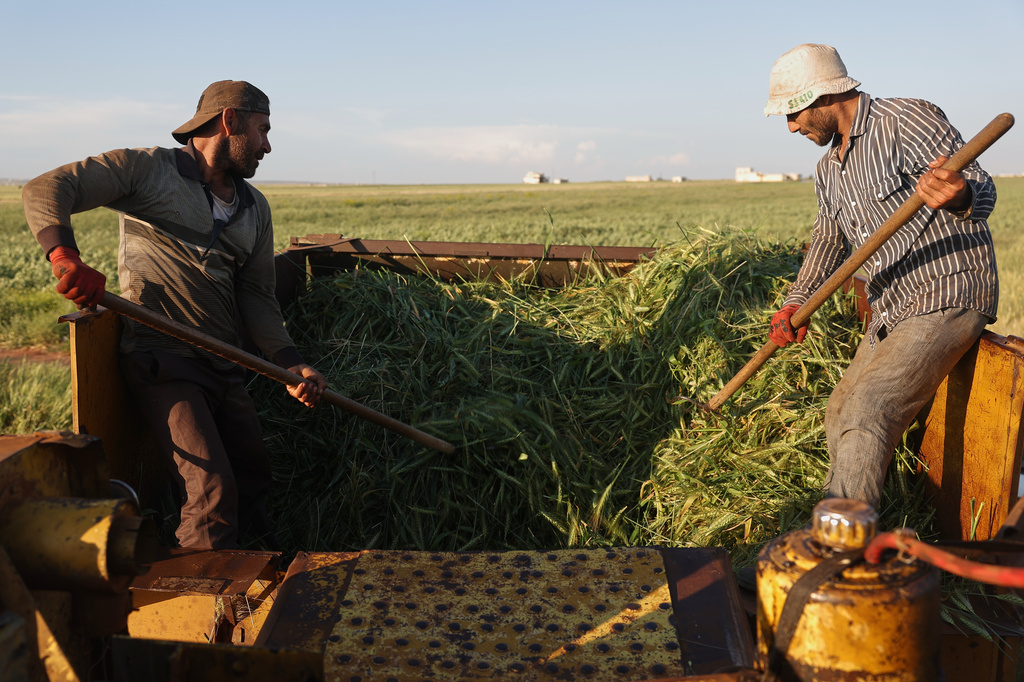 Workers harvest green wheat used to produce freekeh, a roasted grain widely used in Levantine cuisine and made by harvesting immature wheat and roasting it over open flames to separate and preserve the grains, in a field on the outskirts of Taftanaz, northwestern Syria, Sunday, May 24, 2026. (AP Photo/Ghaith Alsayed)