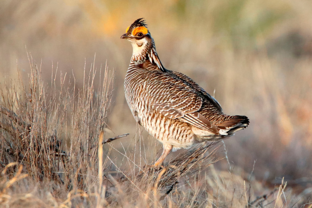 FILE - A lesser prairie chicken is seen amid the bird's annual mating ritual near Milnesand, N.M., on April 8, 2021. (Adrian Hedden/Carlsbad Current Argus via AP, File)