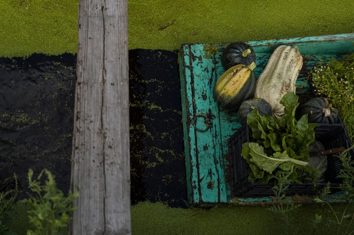 Pumpkins, Swiss chard and chamomile sprouts are visible in a boat floating in Cassandra Garduño's chinampa, an island farm built by the Aztecs thousands of years ago, in San Gregorio Atlapulco, a borough of Mexico City, Sept. 20, 2025. (AP Photo/Felix Marquez) Pumpkins, Swiss chard and chamomile sprouts are visible in a boat floating in Cassandra Garduño's chinampa, an island farm built by the Aztecs thousands of years ago, in San Gregorio Atlapulco, a borough of Mexico City, Sept. 20, 2025. (AP Photo/Felix Marquez)