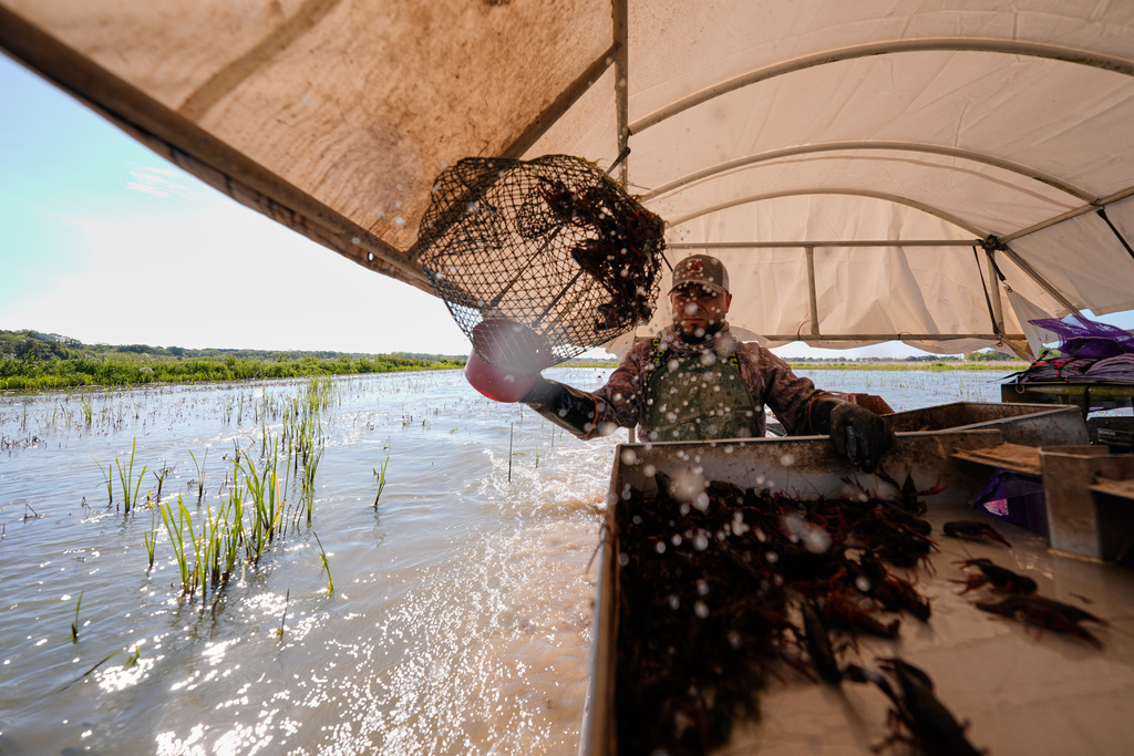 Juan Antonio harvests crawfish traps in a crawfish pond in Crowley, La., Thursday, March 19, 2026. (AP Photo/Gerald Herbert)