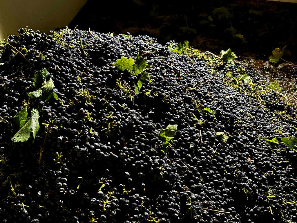 Freshly harvested grapes are piled in a storage container at Berryhill Family Vineyards in Clements, Calif., Sept. 10, 2026. (AP Photo/Terry Chea)