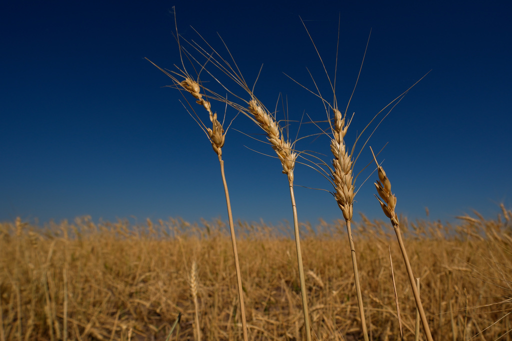 Drought-stressed wheat plants stand in a field near Macksville, Kan., Saturday, May 16, 2026. (AP Photo/Charlie Riedel)