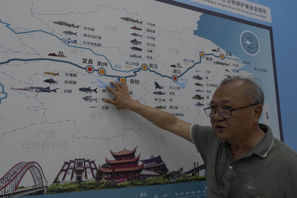 Wang Ding, the hydrobiological researcher who has led the protection of the endangered Yangtze finless porpoise, talks about the variety of lifeforms along the Yangtze River at the Institute of Hydrobiology under the Chinese Academy of Sciences in Wuhan in central China's Hubei province on June 16, 2025. (AP Photo/Ng Han Guan)