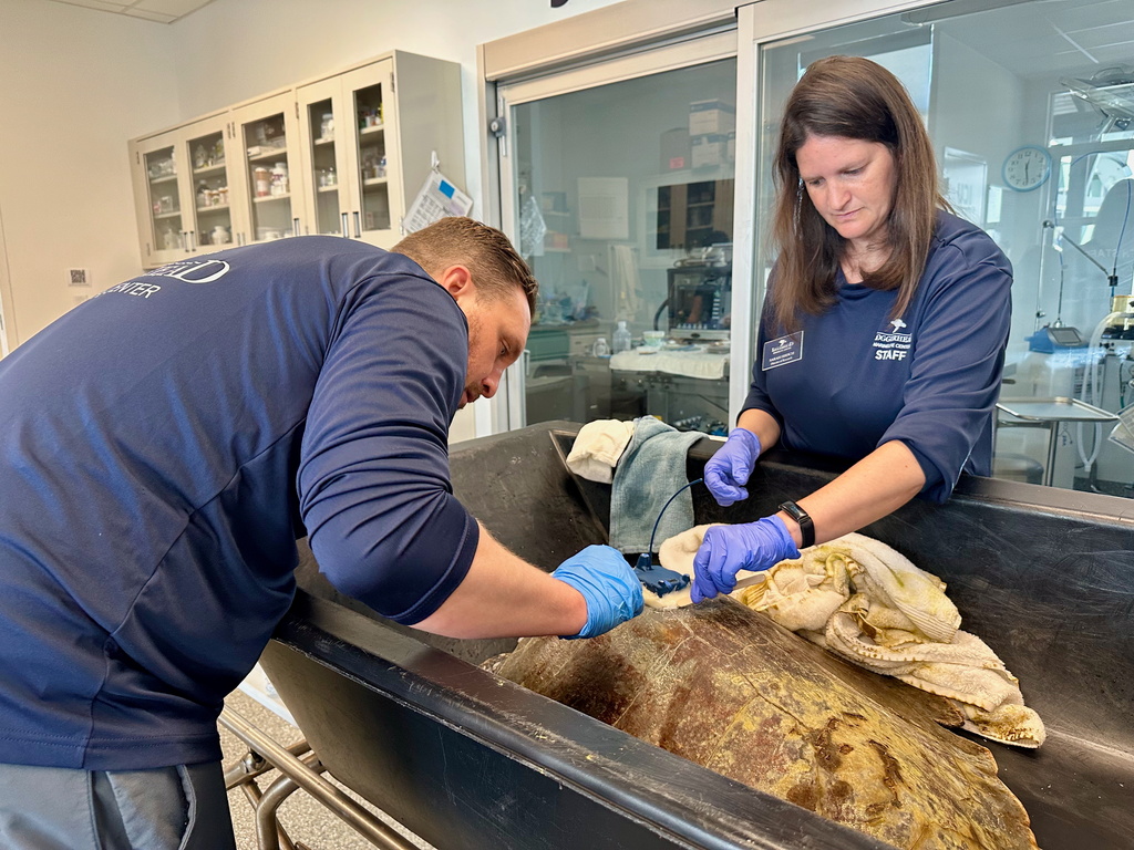 Justin Perrault, left, and Sarah Hirsch attach a satellite tracking device to an adult female Kemp's ridley sea turtle at Loggerhead Marinelife Center in Juno Beach, Fla. on Tuesday, March 24, 2026. (AP Photo/Cody Jackson)
