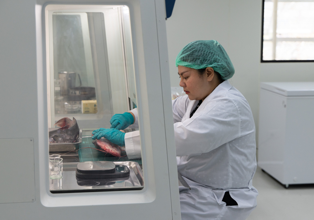 Researcher Warakorn Maneechuket dissects a fish at a Naresuan University laboratory in Phitsanulok, Thailand, on Feb. 19, 2026. (AP Photo/Anton L. Delgado)